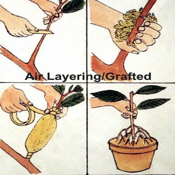 Apricot_Fruit_Air_Layering_Grafted_Plants_Tree1.5_-_3_Feet