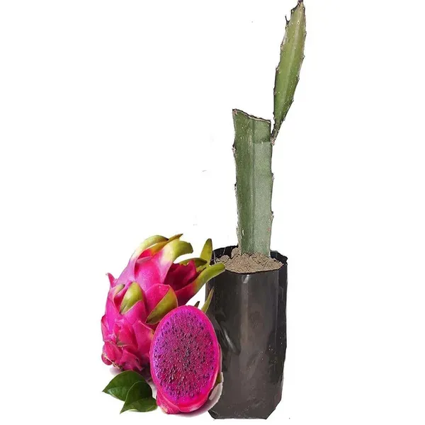 Dragon_Pink_Fruit_Cutting_Grafted_Plants_Tree1_-_2_Feet