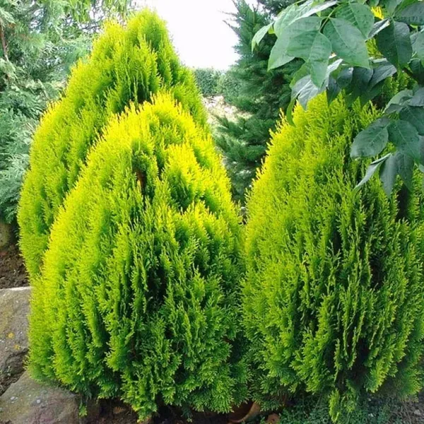 Thuja_Orientalis_Morpankhi_Jhau_Ornamental_Plants_Tree1.5_-_3_Feet