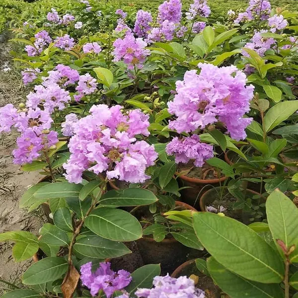 Purple_Colour_Furush_Flower_Plants_Tree1_-_2_Feet