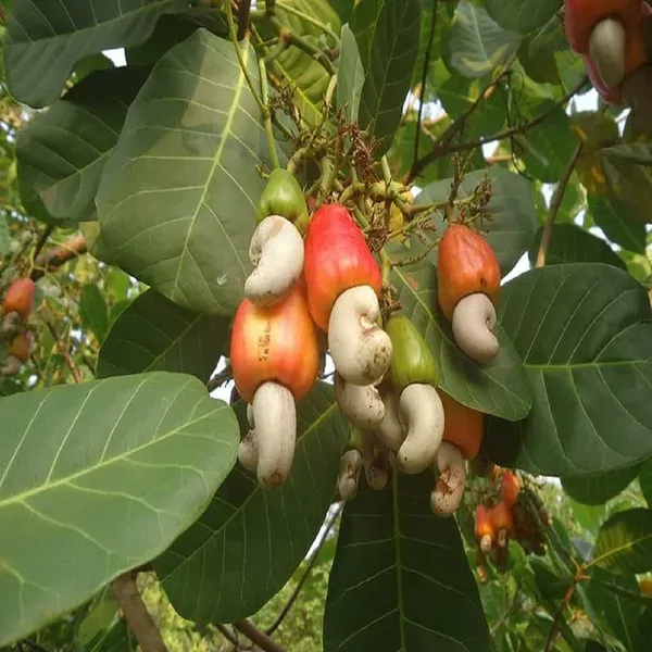 Cashew_Vri_3_Nut_Kaju_Grafted_Fruit_Plants_Tree1.5_-_3_Feet