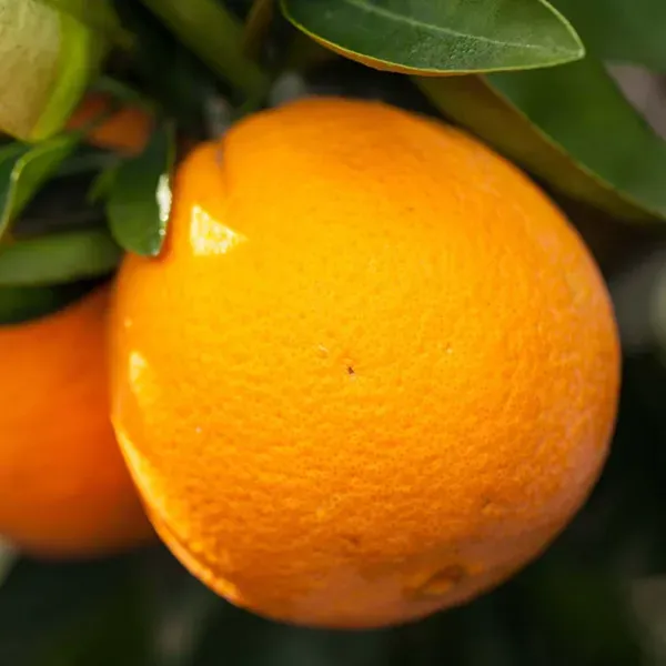 Washington_Navel_Orange_Grafted_Santra_Fruit_Plants_Tree1_-_2_Feet