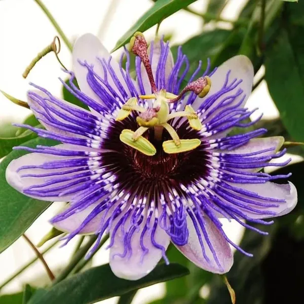 Purple_Colour_Jhumko_Lata_Krishna_Kamal_Rakhi_Bel_Passion_Climbers_Flower_P