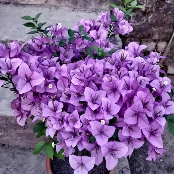 Purple_Colour_Bougainvillea_Kagoj_Ful_Shrubs_Flower_Plants_Tree1_-_2_Feet