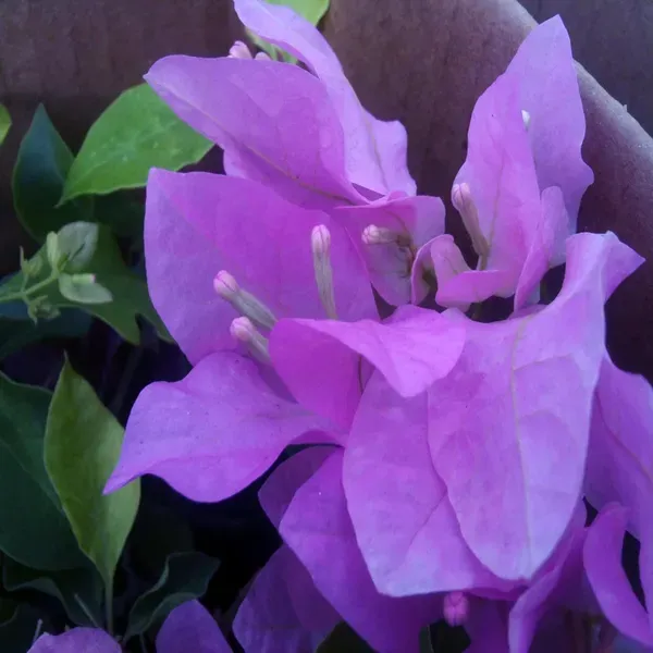 Purple_Colour_Bougainvillea_Kagoj_Ful_Shrubs_Flower_Plants_Tree1_-_2_Feet