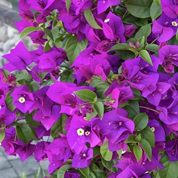 Purple_Colour_Bougainvillea_Kagoj_Ful_Shrubs_Flower_Plants_Tree1_-_2_Feet