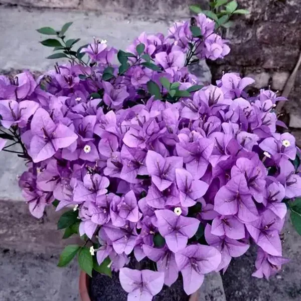 Purple_Colour_Bougainvillea_Kagoj_Ful_Shrubs_Flower_Plants_Tree1_-_2_Feet