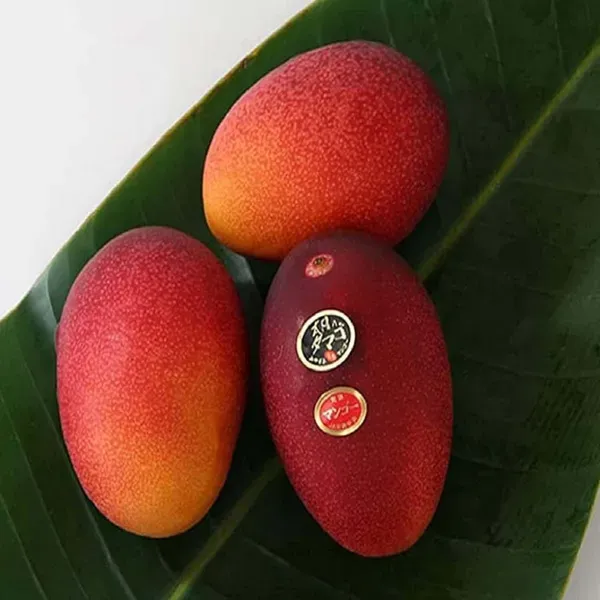Miyazaki_Egg_Of_Sun_Taiyo_No_Tamago_Mango_Grafted_Aam_Fruit_Plants_Tree