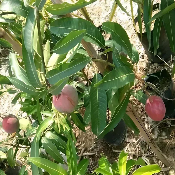 Miyazaki_Egg_Of_Sun_Taiyo_No_Tamago_Mango_Grafted_Aam_Fruit_Plants_Tree