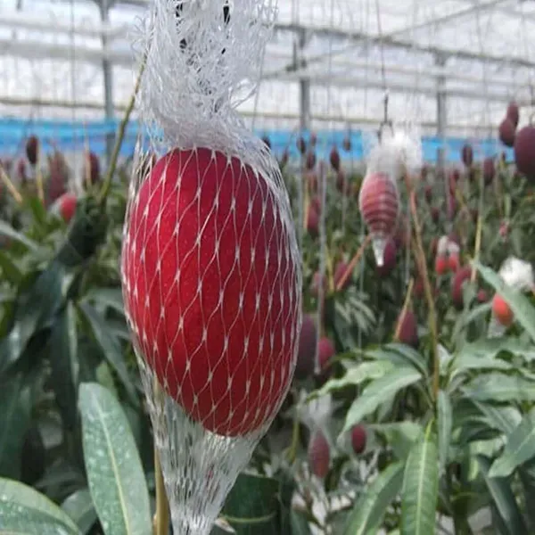 Miyazaki_Egg_Of_Sun_Taiyo_No_Tamago_Mango_Grafted_Aam_Fruit_Plants_Tree