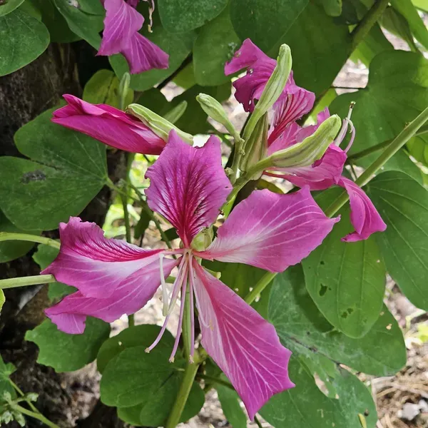 Purple_Colour_Kanchan_Bauhinia_Purpurea_Flower_Plants_Tree1_-_2_Feet