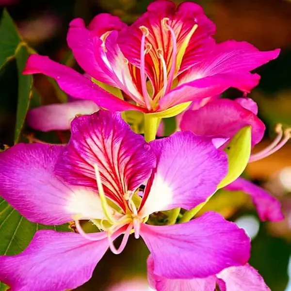 Purple_Colour_Kanchan_Bauhinia_Purpurea_Flower_Plants_Tree1_-_2_Feet