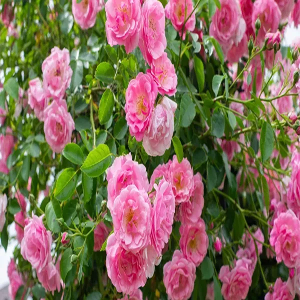 Pink_Climbing_Rose_Fragrant_Flower_Plants_Tree1_-_2_Feet