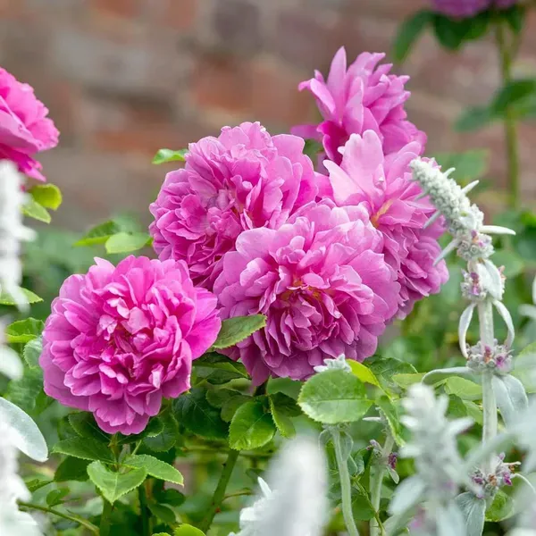 Pink_Climbing_Rose_Fragrant_Flower_Plants_Tree1_-_2_Feet