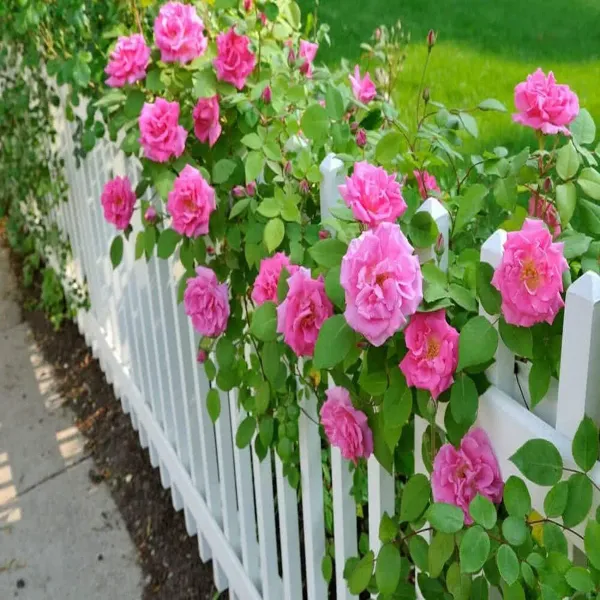 Pink_Climbing_Rose_Fragrant_Flower_Plants_Tree1_-_2_Feet
