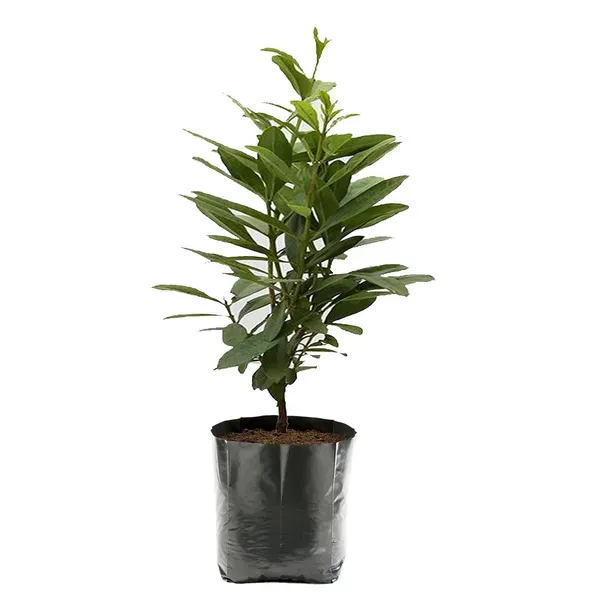 All_Spice_Pimenta_Dioica_Spice_Scented_Leaf_Spice_Plants_Tree1.5_-_3_Feet