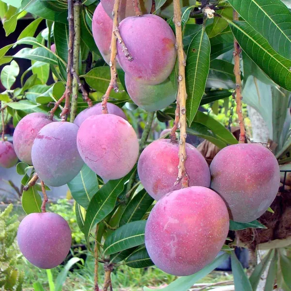 Tommy_Atkins_All_Time_Mango_Grafted_Aam_Fruit_Plants_Tree1.5_-_3_Feet_Siz