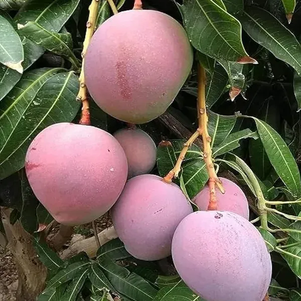 Tommy_Atkins_All_Time_Mango_Grafted_Aam_Fruit_Plants_Tree1.5_-_3_Feet_Siz