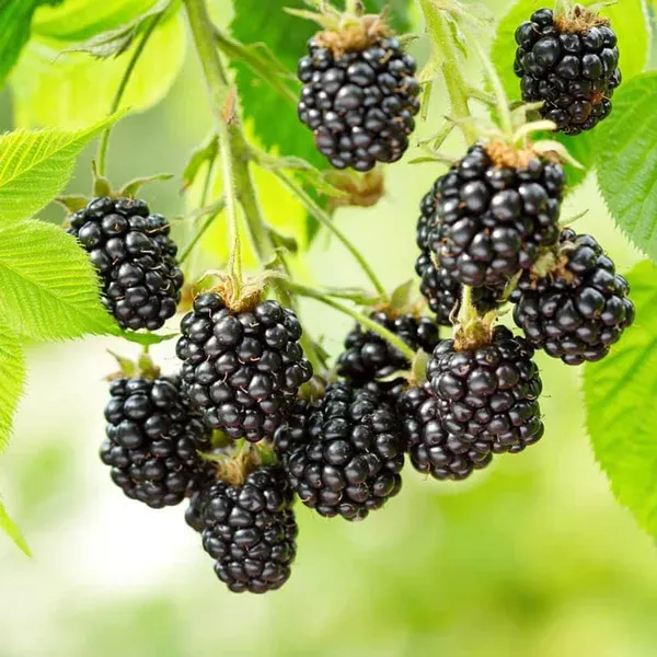 Blackberry_Climbing_Fruit_Plants_Tree