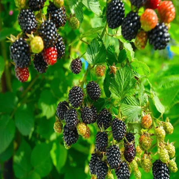 Blackberry_Climbing_Fruit_Plants_Tree