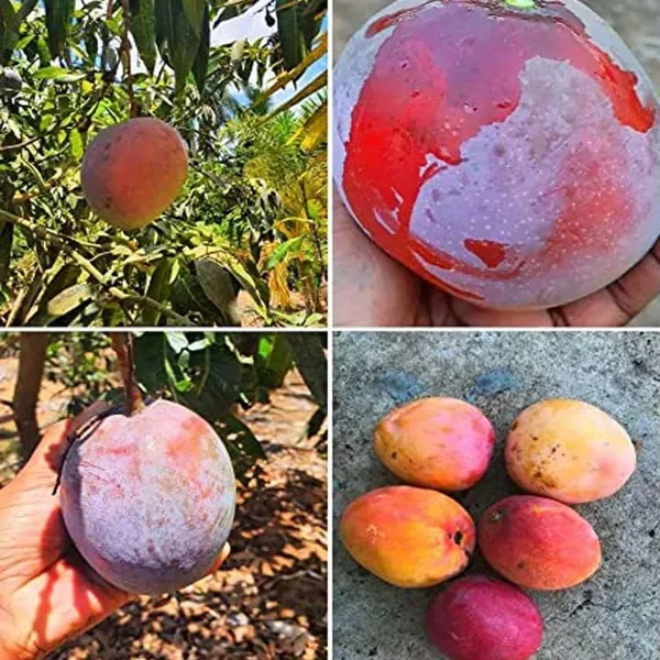 American_Red_Palmar_Mango_Grafted_Aam_Fruit_Plants_Tree1.5_-_3_Feet