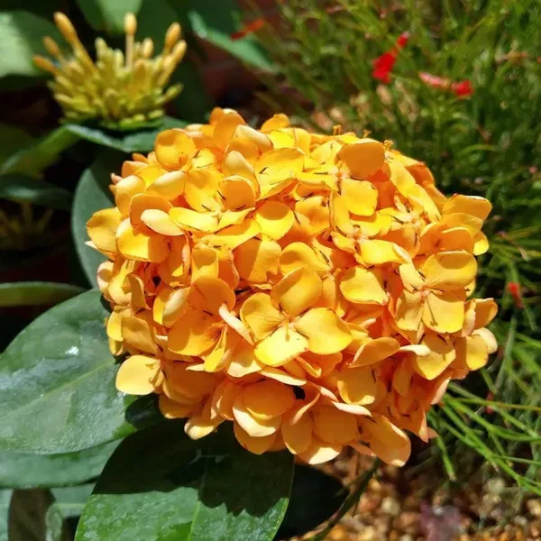 Yellow_Colour_Ixora_Rukmini_Rangan_Flower_Plants_Tree1_-_2_Feet