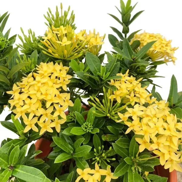 Yellow_Colour_Ixora_Rukmini_Rangan_Flower_Plants_Tree1_-_2_Feet