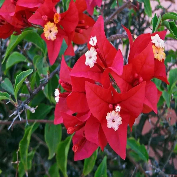 Red_Colour_Bougainvillea_Kagoj_Ful_Shrubs_Flower_Plants_Tree1_-_2_Feet