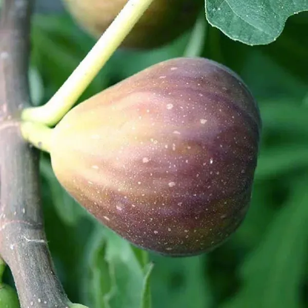 Poona_Anjeer_Fig_Fruit_Air_Layering_Grafted_Plants_Tree1_-_2_Feet