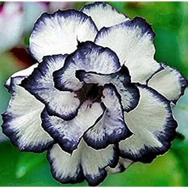 Hybrid_Rosey_Verity_Adenium_Grafted_Flowers_Plant
