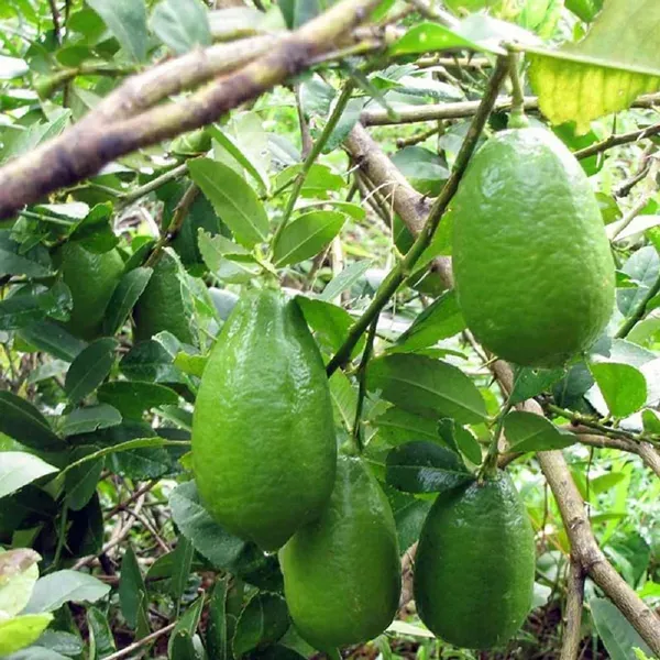 Gandharaj_Aroma_King_Lemon_Nimbu_Fruit_Air_Layering_Grafted_Plants_Tree