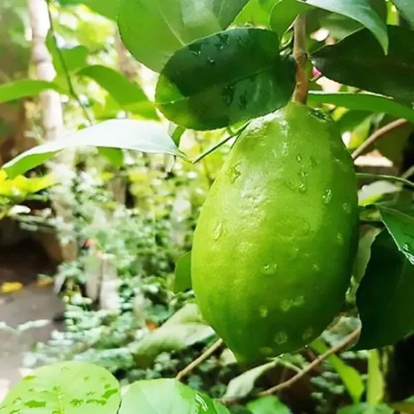 Gandharaj_Aroma_King_Lemon_Nimbu_Fruit_Air_Layering_Grafted_Plants_Tree