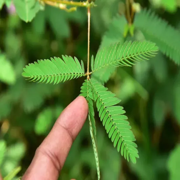Lajjabati_Sensitive_Shameplant_Plants_Tree1.5_-_3_Feet