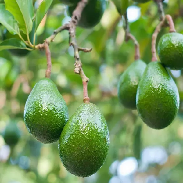 Avocado_Seedling_Butter_Fruit_Plants_Tree1.5_-_3_Feet