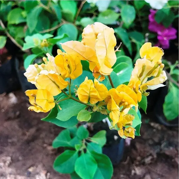 Yellow_Colour_Bougainvillea_Kagoj_Ful_Shrubs_Flower_Plants_Tree1_-_2_Feet