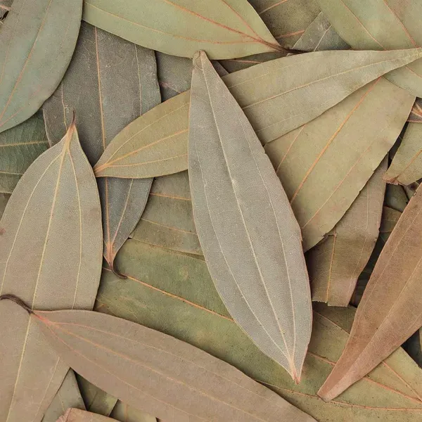 Tej_Patta_Indian_Bay_Leaf_Cinnamomum_Tamala_Patram_Spice_Plants_Tree1.5_Feet