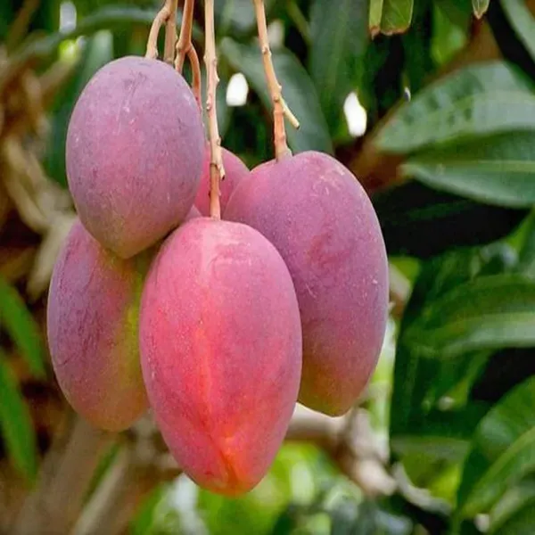 American_Kent_Mango_Grafted_Aam_Fruit_Plants_Tree1.5_-_3_Feet