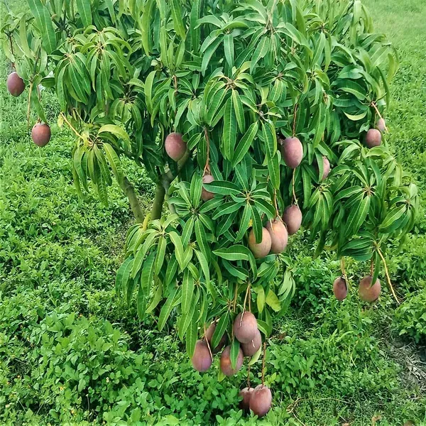 American_Kent_Mango_Grafted_Aam_Fruit_Plants_Tree1.5_-_3_Feet