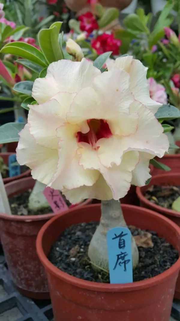 Rosey_Verity_Grafting_Adenium_Grafted_Flowers_Plant