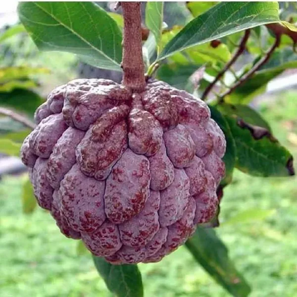 Red_Custard_Apple_Sitafal_Ata_Sugar_Apple_Fruit_Grafted_Plants_Tree_1.5_-_3