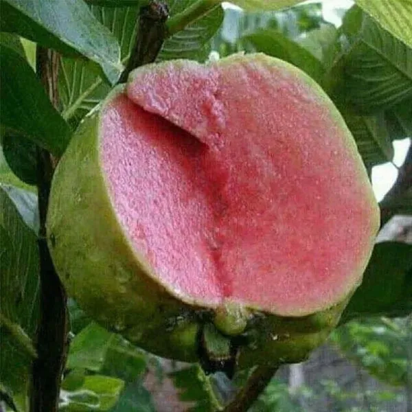 Taiwan_Pink_Guava_Amrood_Fruit_Air_Layering_Grafted_Plants_Tree_1.5_-_3_F