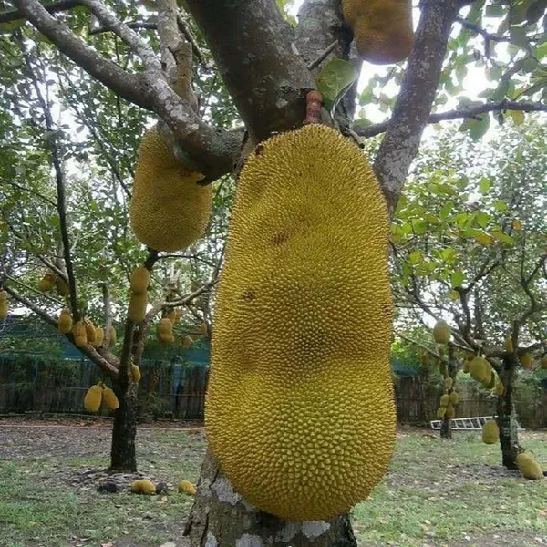 Giant_Jackfruit_Varikka_Katahal_Panasa_Chakka_Grafted_Fruit_Plants_Tree_1