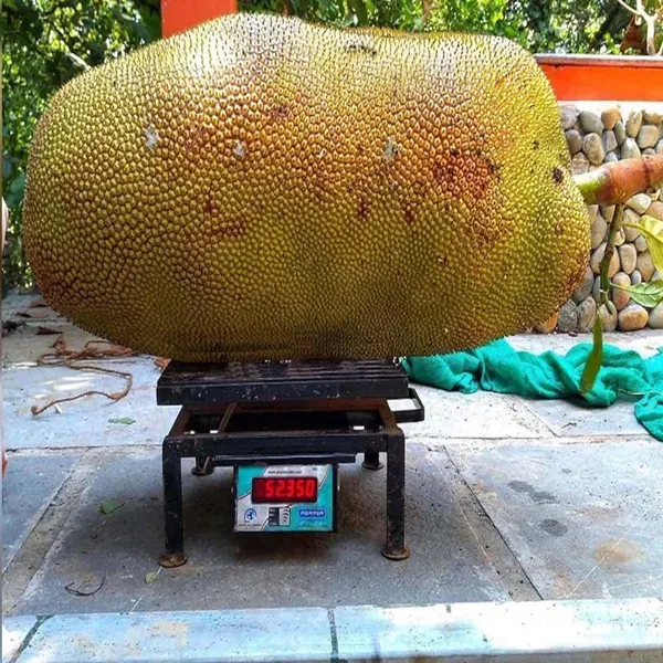 Giant_Jackfruit_Varikka_Katahal_Panasa_Chakka_Grafted_Fruit_Plants_Tree_1