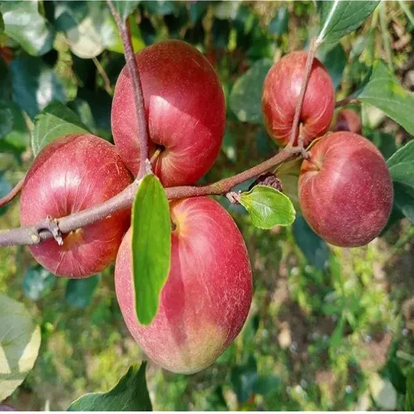Miss_India_Apple_Ber_Jujube_Kul_Grafted_Fruit_Plants_Tree1_-_2_Feet