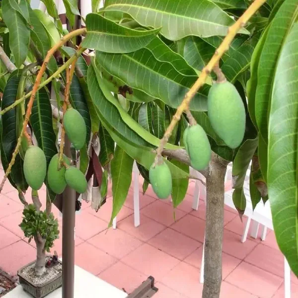 Anwar_Ratol_Rataul_Mango_Grafted_Aam_Fruit_Plants_Tree1.5_-_3_Feet