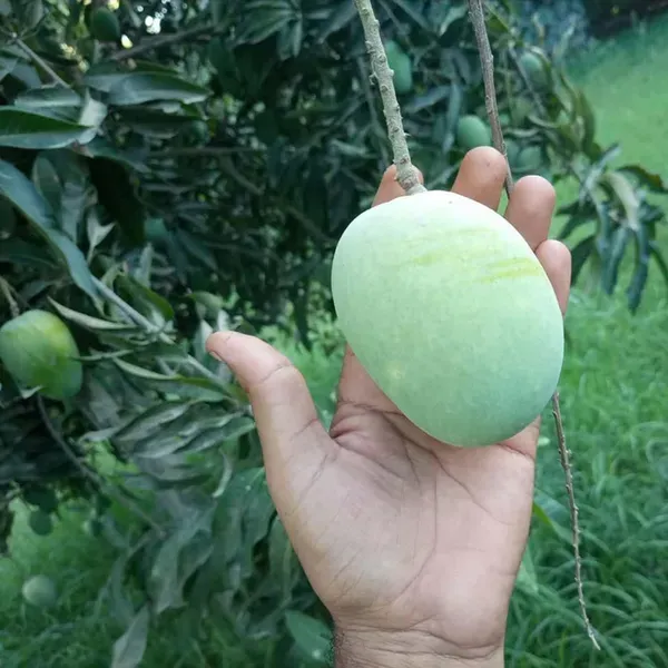 Anwar_Ratol_Rataul_Mango_Grafted_Aam_Fruit_Plants_Tree1.5_-_3_Feet