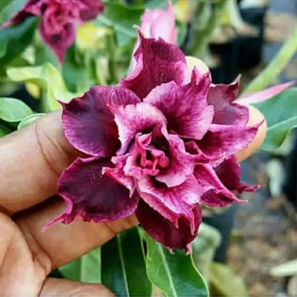 Hybrid_Rosey_Verity_Adenium_Grafted_Flowers_Plant