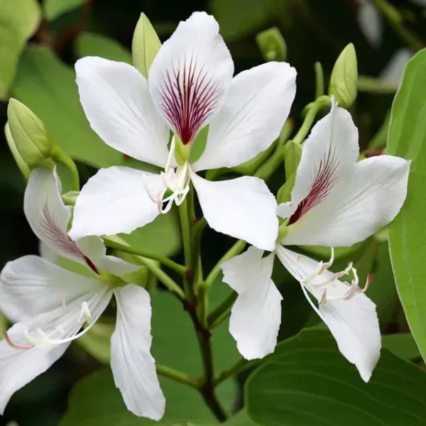 White_Colour_Kanchan_Bauhinia_Purpurea_Flower_Plants_Tree1_-_2_Feet