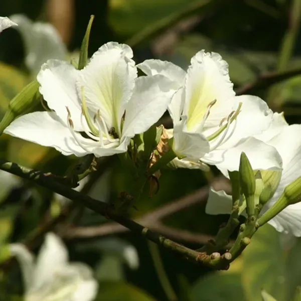 White_Colour_Kanchan_Bauhinia_Purpurea_Flower_Plants_Tree1_-_2_Feet
