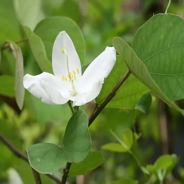 White_Colour_Kanchan_Bauhinia_Purpurea_Flower_Plants_Tree1_-_2_Feet
